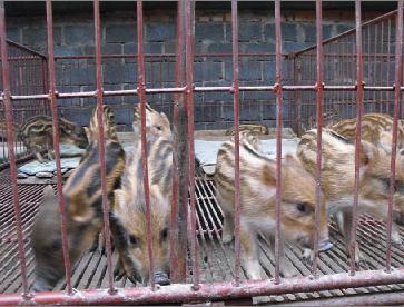 种猪猪,野猪产品信息|中国农业网
